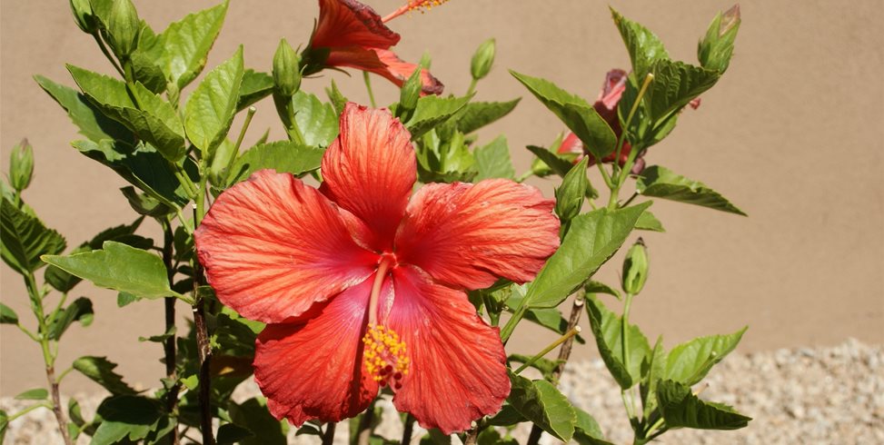 Alexon Design Group
Gilbert, AZ