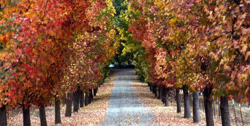 Allee
Maureen Gilmer
Morongo Valley, CA