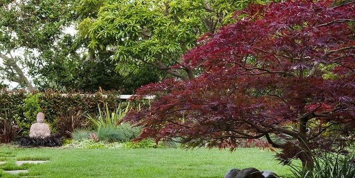 Asian Garden, Buddha, Japanese Maple
Northern California Landscaping
Shepard Design Landscape Architecture
Greenbrae, CA
