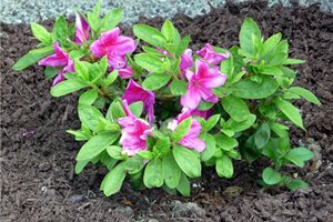 B.D.'s World
Photo used under Creative Commons, 