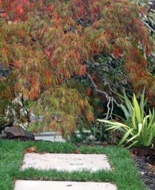 Banyon Tree Design Studio
Seattle, WA