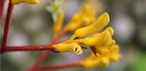 kangaroo paws