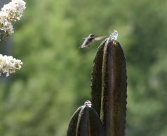Cactus Hummingbird
Boxhill Landscape Design
Tucson, AZ