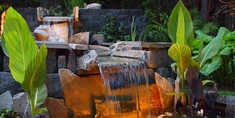 Canna Lilies, Koi
Switzer's Nursery and Landscaping
Northfield, MN