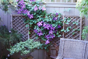 Clematis