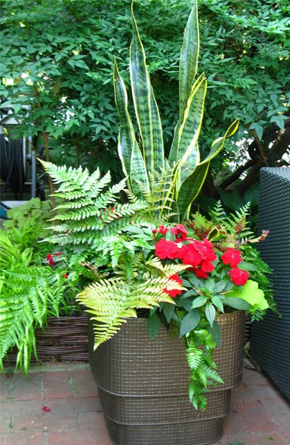 Container Garden
Garden Design
Livable Landscapes
Wyndmoor, PA