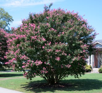 Crape Myrtle, Pink Tree
flickr