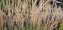 feather reed grass