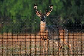 Deer Fencing
Hoover Fence Co.
