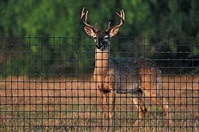 Deer Fencing
Hoover Fence Co.
