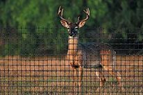 Deer Fencing
Hoover Fence Co.
