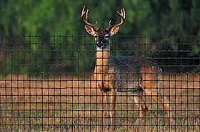 Deer Fencing
Hoover Fence Co.
