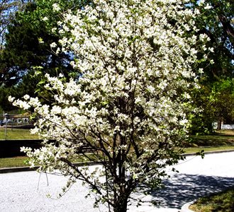 Dogwood Tree, Dogwood Blooming
flickr