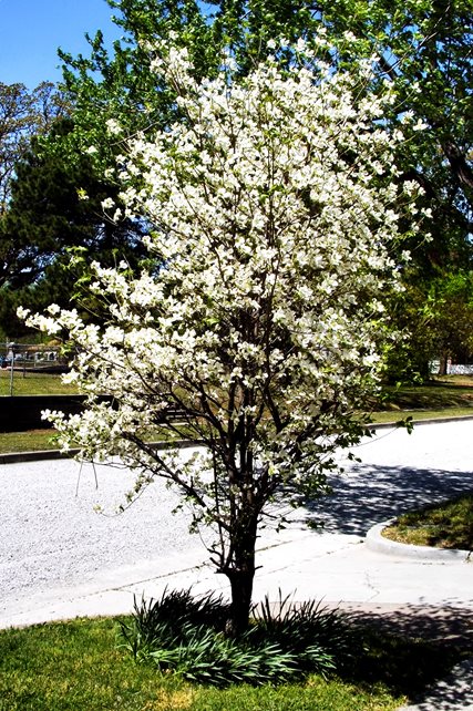 Dogwood Tree, Dogwood Blooming
Garden Design
flickr
