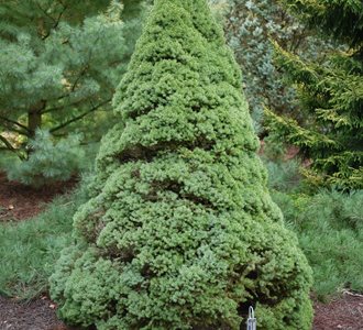 Dwarf Alberta Spruce, Evergreen Tree
flickr