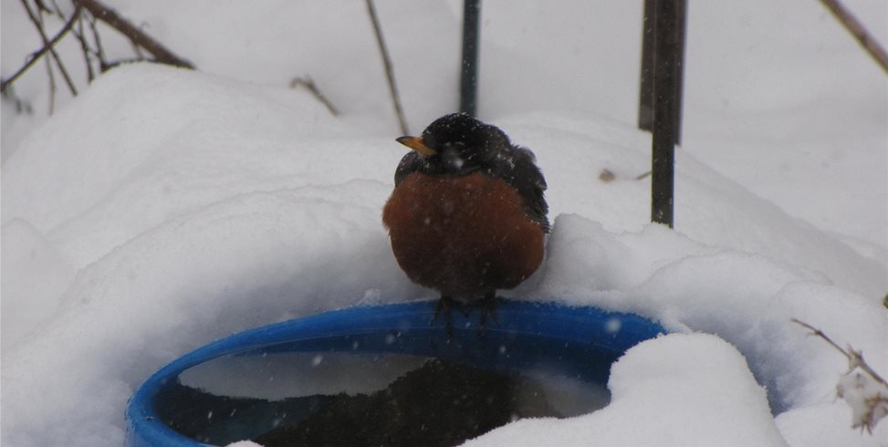 skirting effect on shrubs