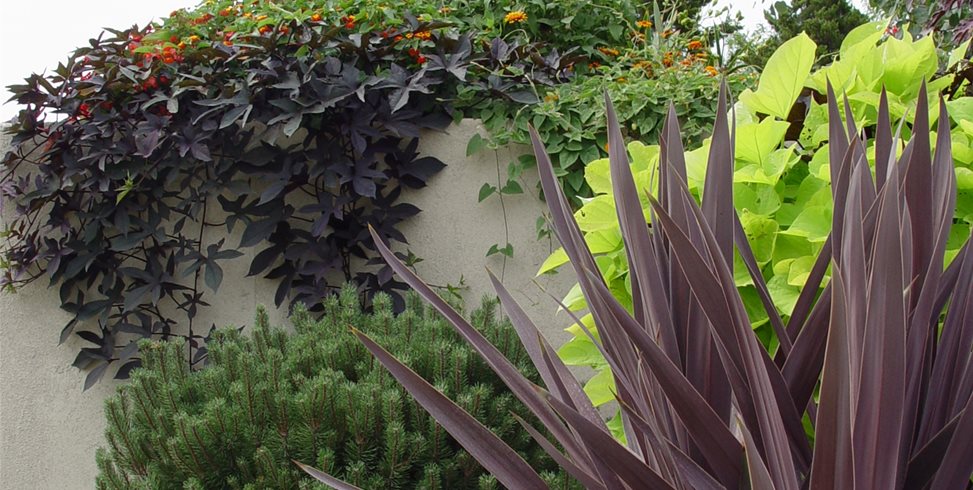 Foliage Color
Maureen Gilmer
Morongo Valley, CA