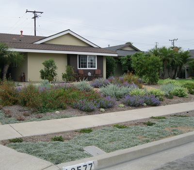 front yard native plants