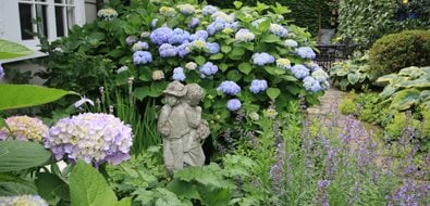 garden hydrangeas