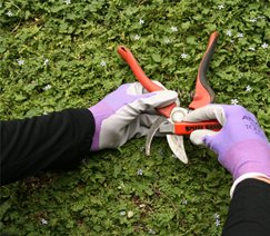 Genevieve Schmidt Landscape Design and Fine Maintenance
Arcata, CA