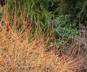 Genevieve Schmidt Landscape Design and Fine Maintenance
Arcata, CA