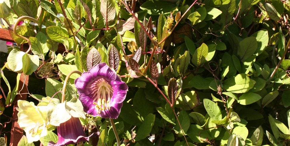 Genevieve Schmidt Landscape Design and Fine Maintenance
Arcata, CA