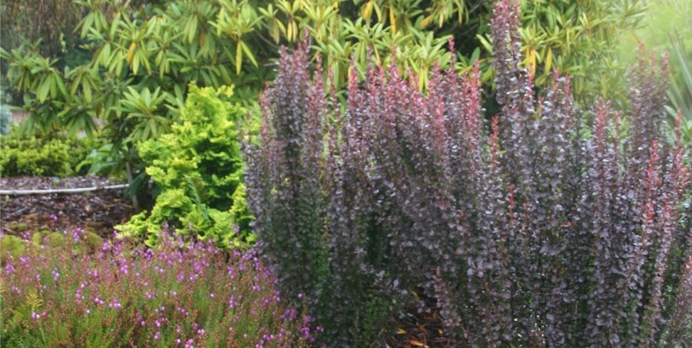 Genevieve Schmidt Landscape Design and Fine Maintenance
Arcata, CA