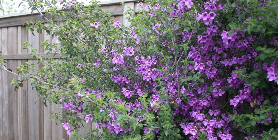 Genevieve Schmidt Landscape Design and Fine Maintenance
Arcata, CA