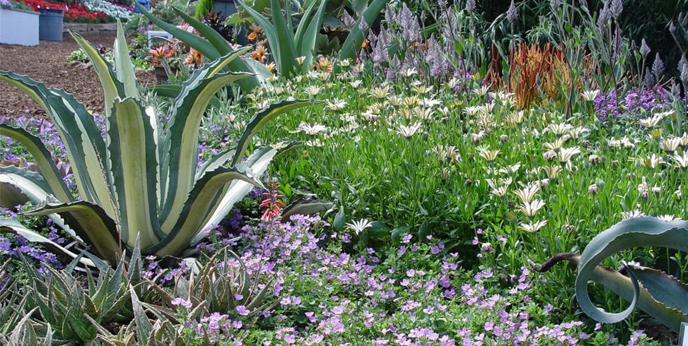 Groundcovers For Slope
Maureen Gilmer
Morongo Valley, CA