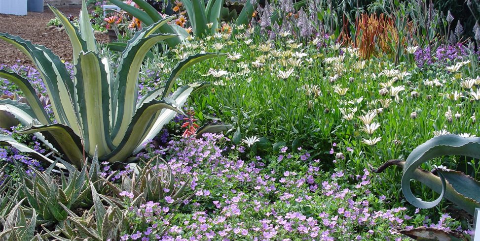 Groundcovers For Slope
Maureen Gilmer
Morongo Valley, CA