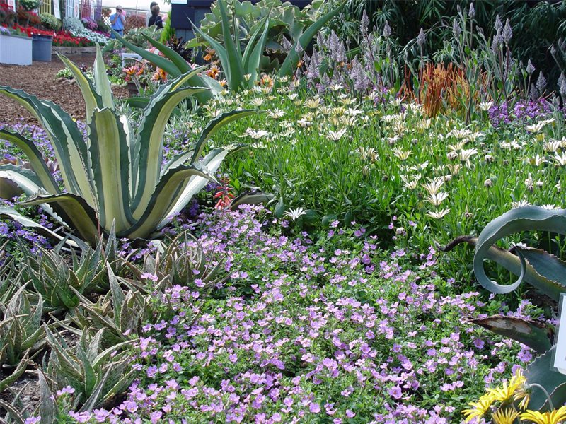 Groundcovers For Slope
Garden Design
Maureen Gilmer
Morongo Valley, CA