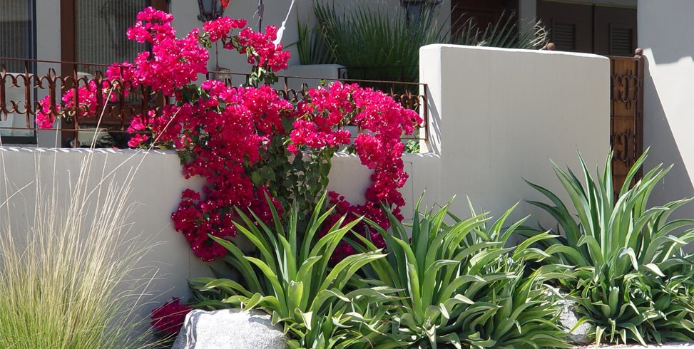 Heat Loving Plants
Maureen Gilmer
Morongo Valley, CA