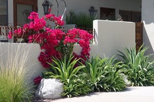 Heat Loving Plants
Swimming Pool
Maureen Gilmer
Morongo Valley, CA
