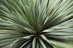 Front Yard Landscaping
jdf
Photo used under Creative Commons, 