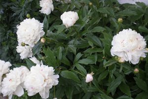 Front Yard Landscaping
Kazandrew
Photo used under Creative Commons, 