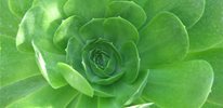 aeonium