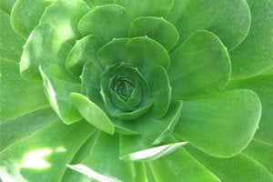 Landscaping Network
Calimesa, CA