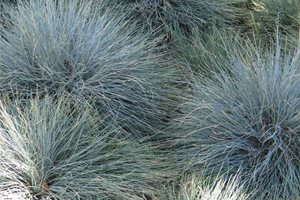 Landscaping Network
Calimesa, CA