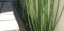 horsetail reed