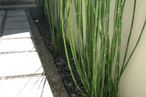 Front Yard Landscaping
Landscaping Network
Calimesa, CA