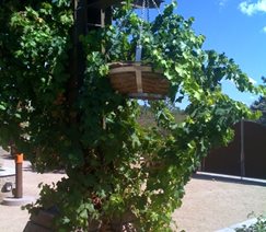 Landscaping Network Calimesa, CA