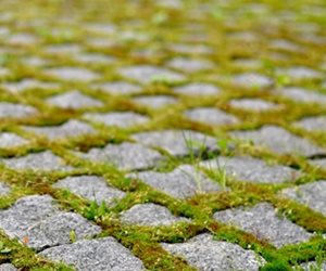 Landscaping Network
Calimesa, CA