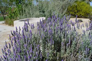 Lavandula
Maureen Gilmer
Morongo Valley, CA