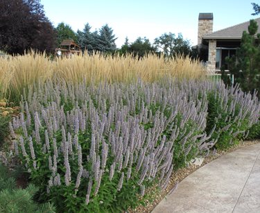 massed xeriscape plants