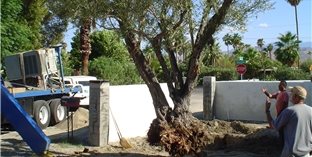 Maureen Gilmer
Morongo Valley, CA