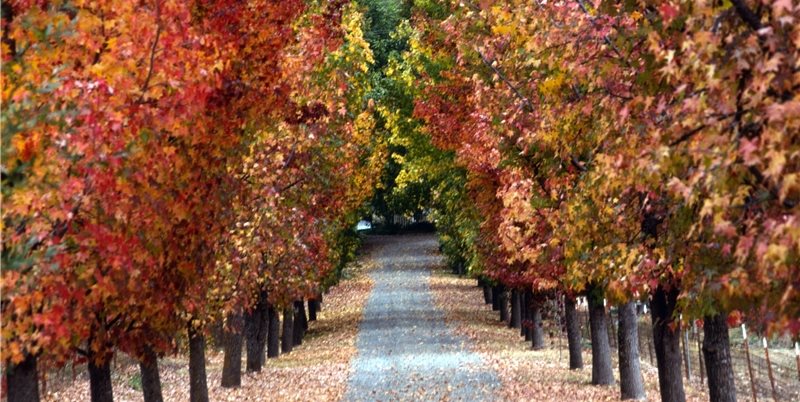 Maureen Gilmer
Morongo Valley, CA