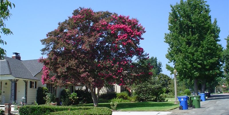 Maureen Gilmer
Morongo Valley, CA