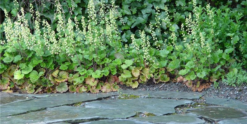 Maureen Gilmer
Morongo Valley, CA
