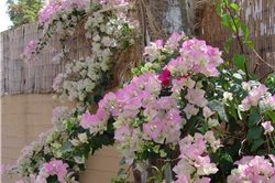 Backyard Landscaping
Maureen Gilmer
Morongo Valley, CA