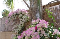 Backyard Landscaping
Maureen Gilmer
Morongo Valley, CA